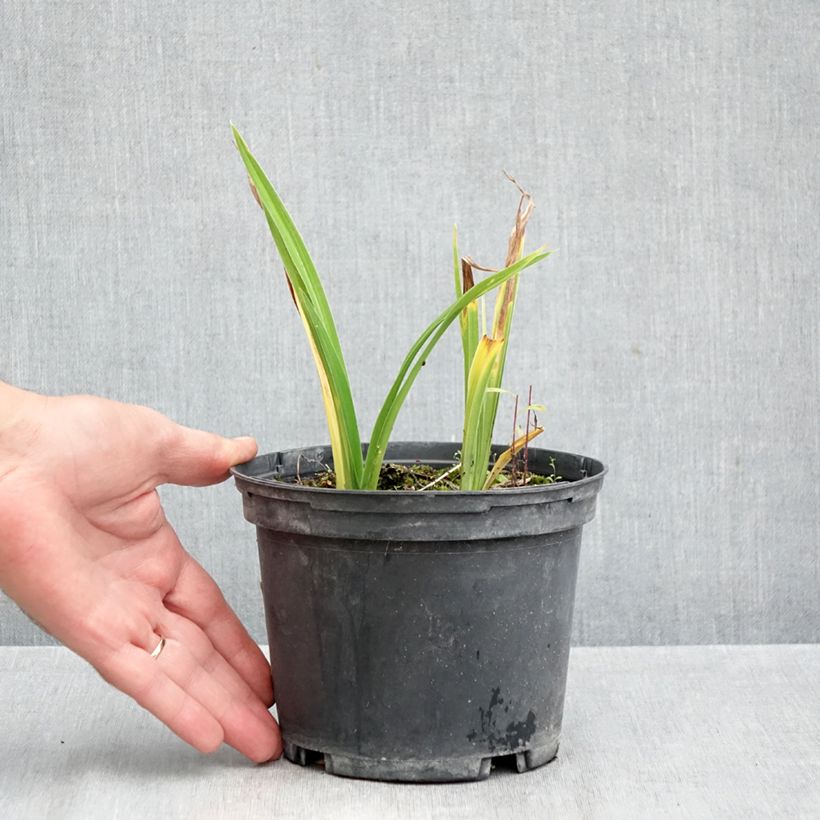 Amostra de Hemerocallis Condilla Vaso de 2 L/3 L tal como entregue no outono
