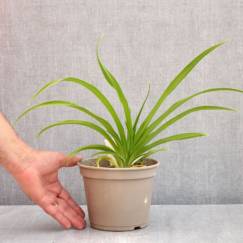 Amostra de Hémérocalle Condilla - Lis d'un Jour double, jaune foncé. Pot de 2L/3L tal como entregue na primavera