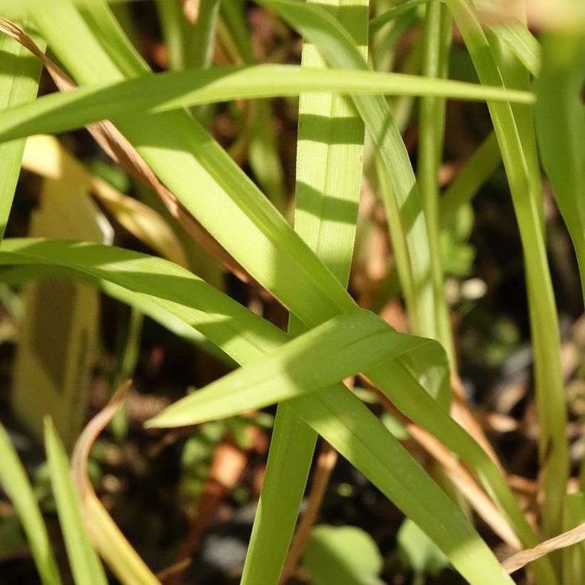 Hemerocallis Corky (Folhagem)