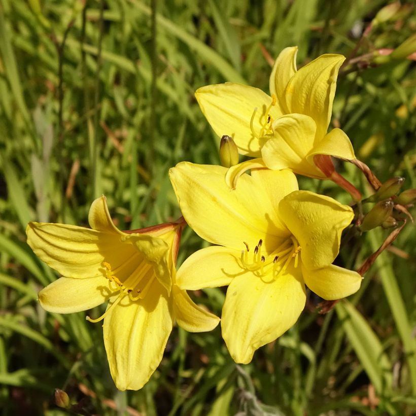 Hemerocallis Corky (Floração)