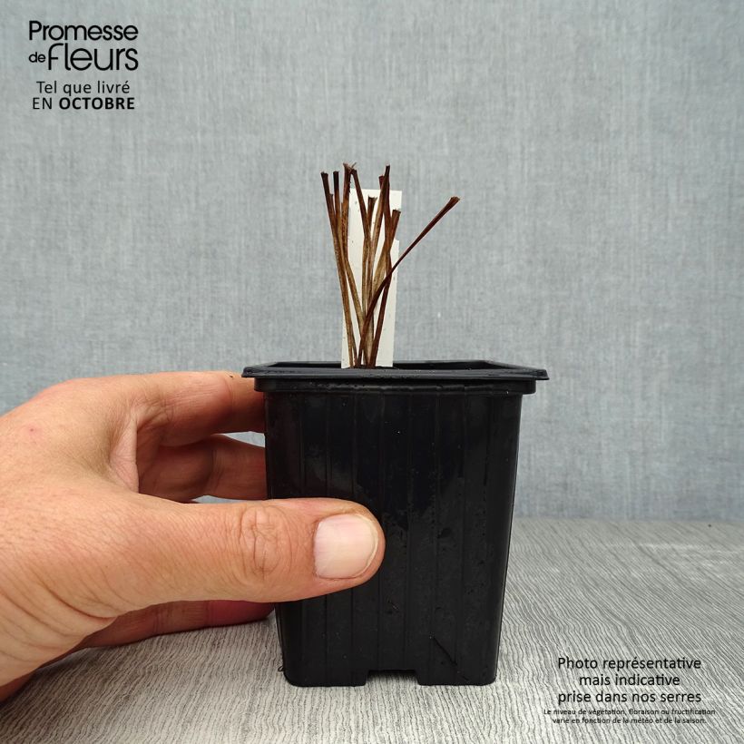 Amostra de Hemerocallis Corky Vaso de 8/9 cm tal como entregue no outono