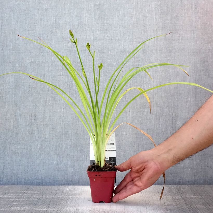 Amostra de Hemerocallis Crimson Glory Vaso de 8/9 cm tal como entregue no verão