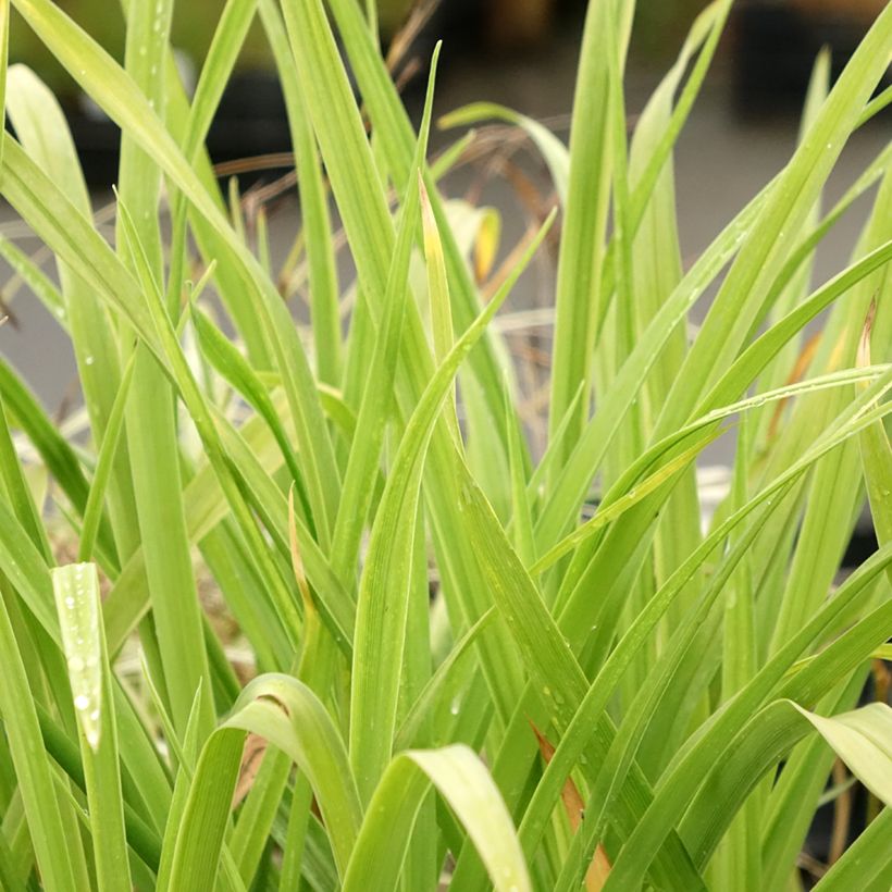 Hemerocallis Crimson Pirate (Folhagem)