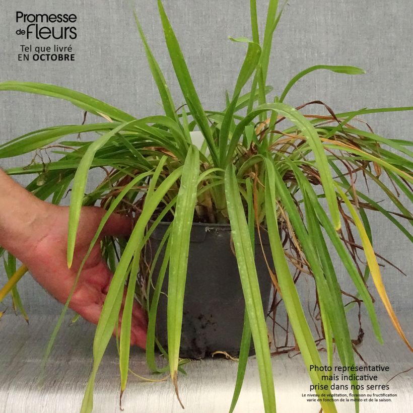 Amostra de Hemerocallis Crimson Pirate Vaso de 2 L/3 L tal como entregue no outono