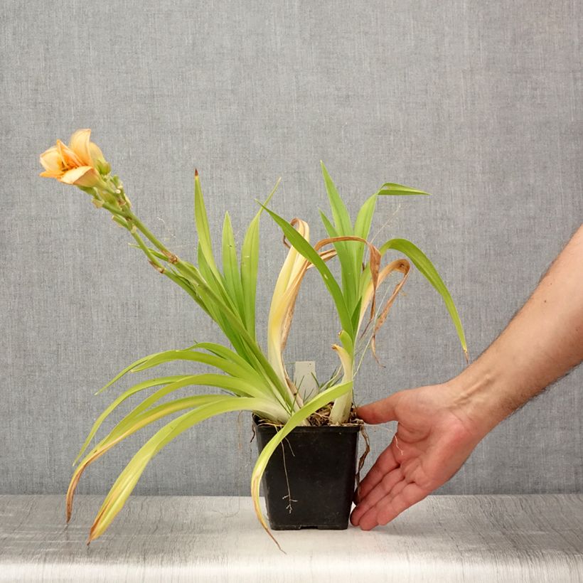 Amostra de Hemerocallis Custard Candy Vaso de 8/9 cm tal como entregue no verão