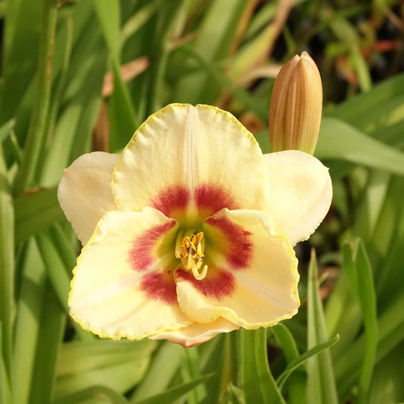 Hemerocallis Custard Candy (Floração)