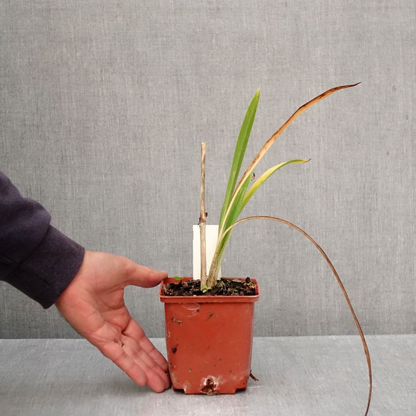 Amostra de Hemerocallis Daring Deception Vaso de 1 L/1,5 L tal como entregue no outono