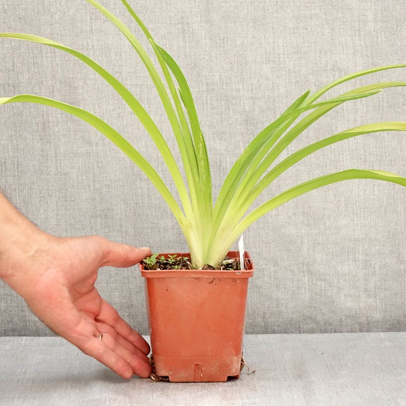 Amostra de Hemerocallis Daring Deception Vaso de 1 L/1,5 L tal como entregue no verão