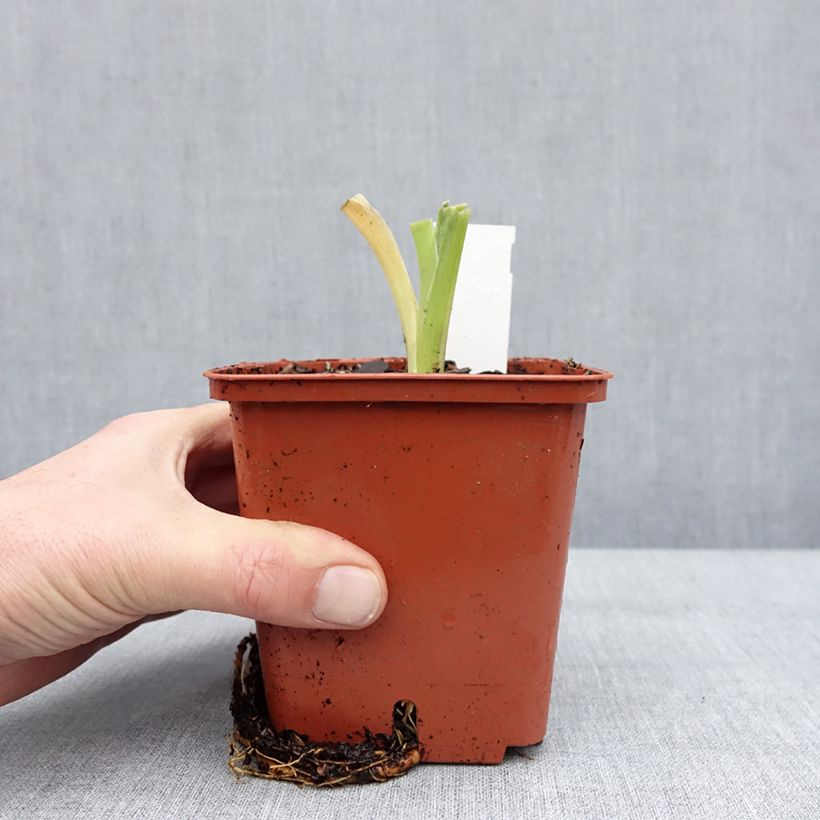 Amostra de Hémérocalle Daring Deception - Lis d'un jour Pot de 1L/1,5L tal como entregue no inverno