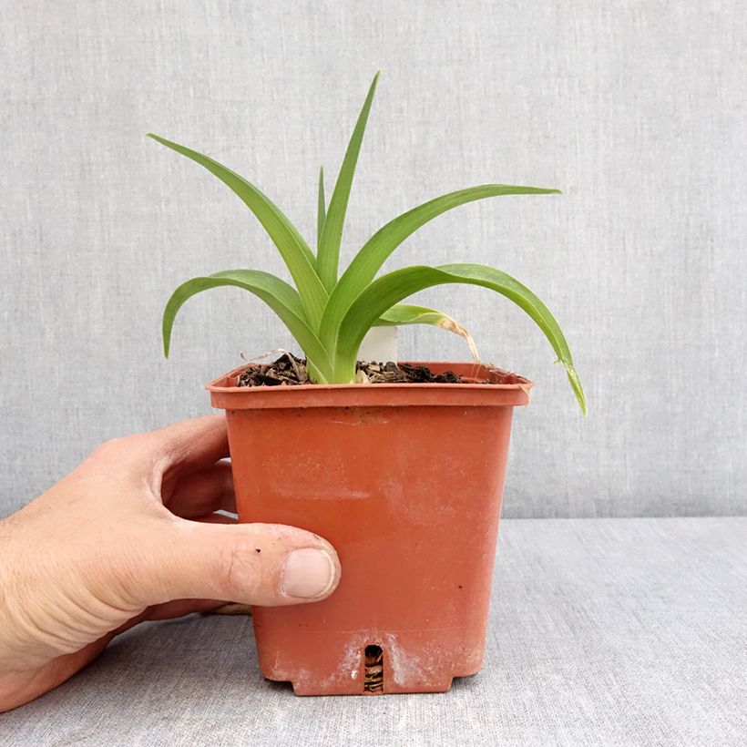 Amostra de Hemerocallis Daring Deception Vaso de 1 L/1,5 L tal como entregue na primavera