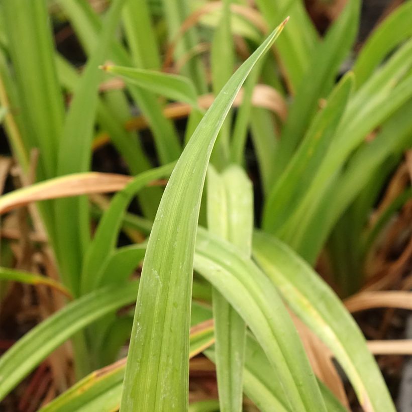 Hemerocallis Daring Deception (Folhagem)