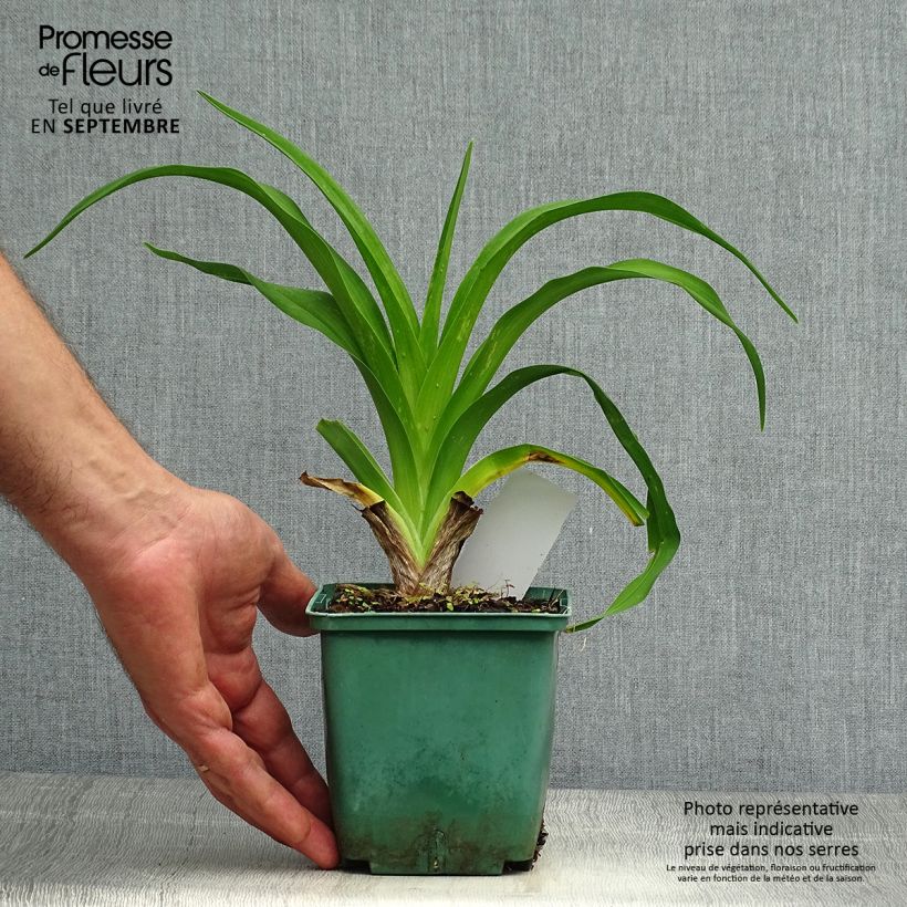Amostra de Hemerocallis Daring Dilemma Vaso de 1 L/1,5 L tal como entregue no outono
