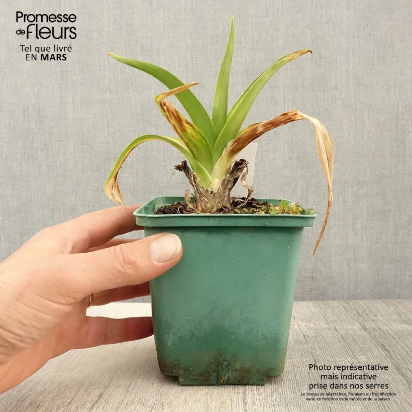 Amostra de Hemerocallis Daring Dilemma Vaso de 1 L/1,5 L tal como entregue na primavera