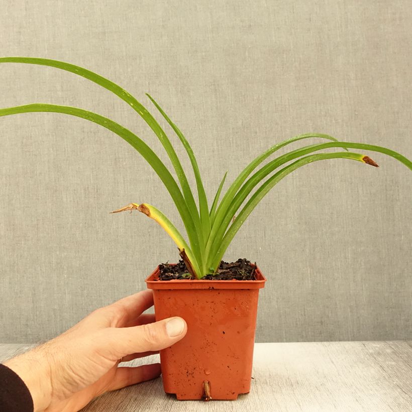 Amostra de Hemerocallis Destined to See Vaso de 1 L/1,5 L tal como entregue no outono