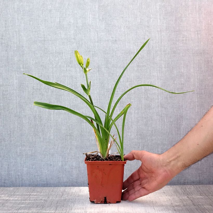 Amostra de Hemerocallis Destined to See Vaso de 1 L/1,5 L tal como entregue no verão