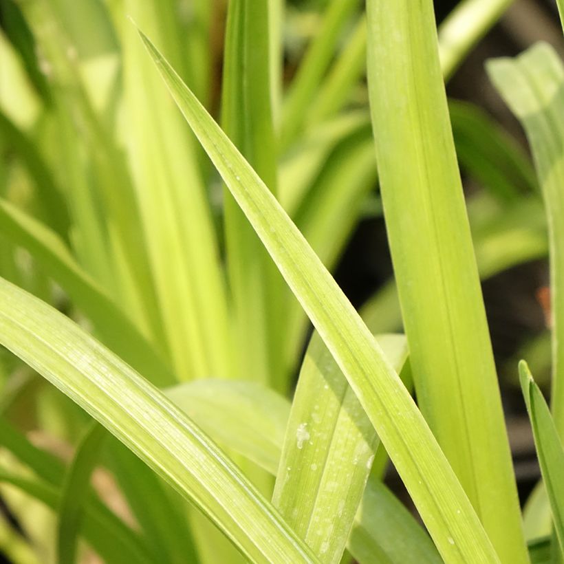 Hemerocallis Destined to See (Folhagem)