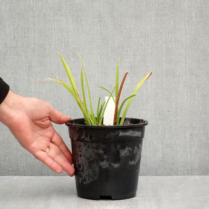 Amostra de Hemerocallis Double Dream Vaso de 2 L/3 L tal como entregue no outono