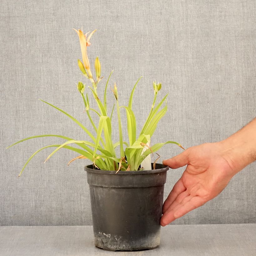 Amostra de Hemerocallis Double Dream Vaso de 2 L/3 L tal como entregue no verão