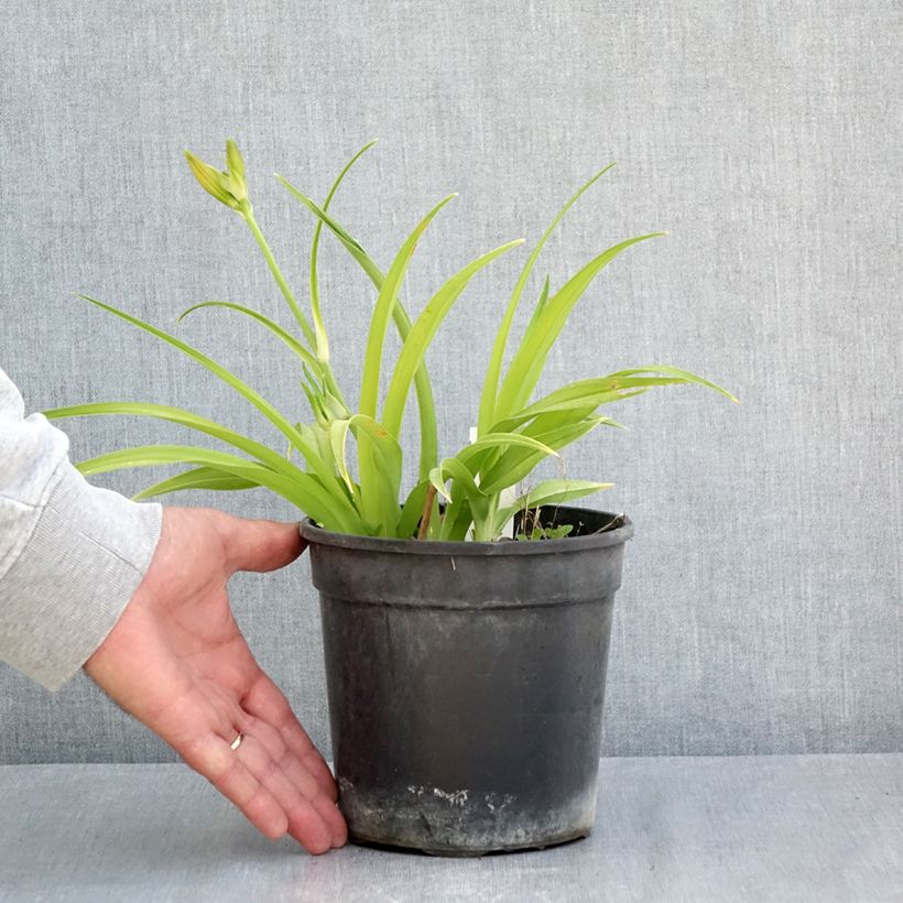 Amostra de Hémérocalle Double Dream - Lis d'un Jour Vaso de 2 L/3 L tal como entregue na primavera