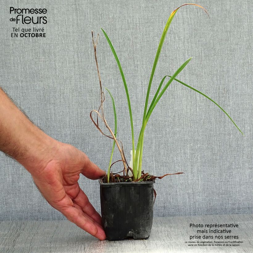 Amostra de Hemerocallis Double River Wye Vaso de 8/9 cm tal como entregue no outono