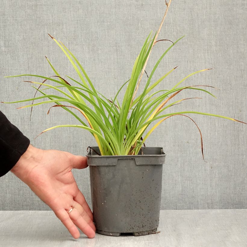 Amostra de Hemerocallis Double River Wye Vaso de 2 L/3 L tal como entregue no outono