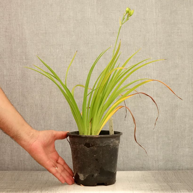 Amostra de Hemerocallis Double River Wye Vaso de 2 L/3 L tal como entregue no verão