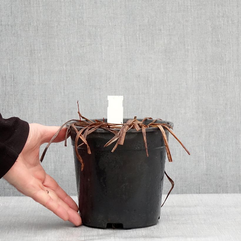 Amostra de Hémérocalle Double River Wye - Lis d'un jour jaune citron Vaso de 2 L/3 L tal como entregue no inverno