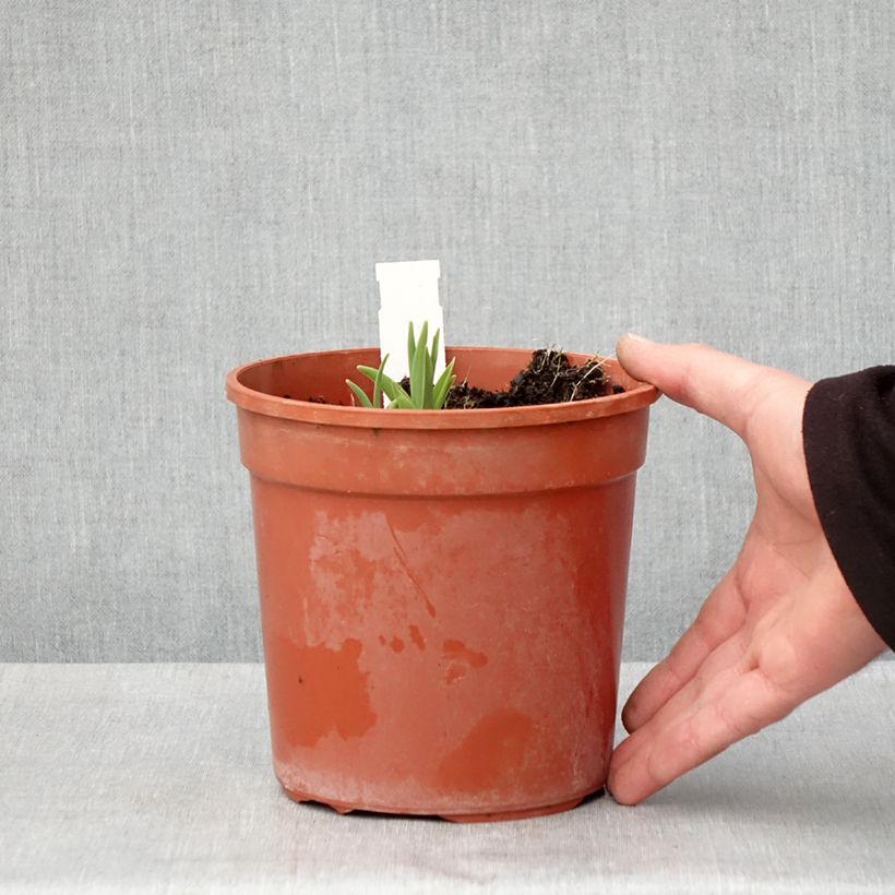 Amostra de Hemerocallis Double River Wye Vaso de 2 L/3 L tal como entregue na primavera