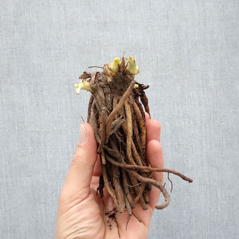 Amostra de Hémérocalle Double River Wye - Lis d'un jour jaune citron Raízes nuas tal como entregue no inverno