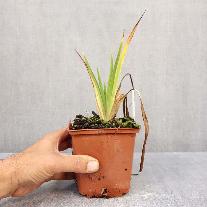 Amostra de Hemerocallis Dream Legacy Vaso de 1 L/1,5 L tal como entregue no outono