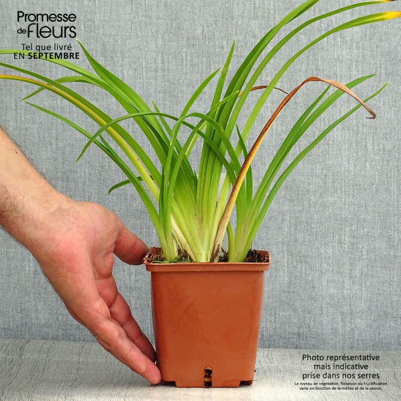 Amostra de Hemerocallis Dream Legacy Vaso de 1 L/1,5 L tal como entregue no verão