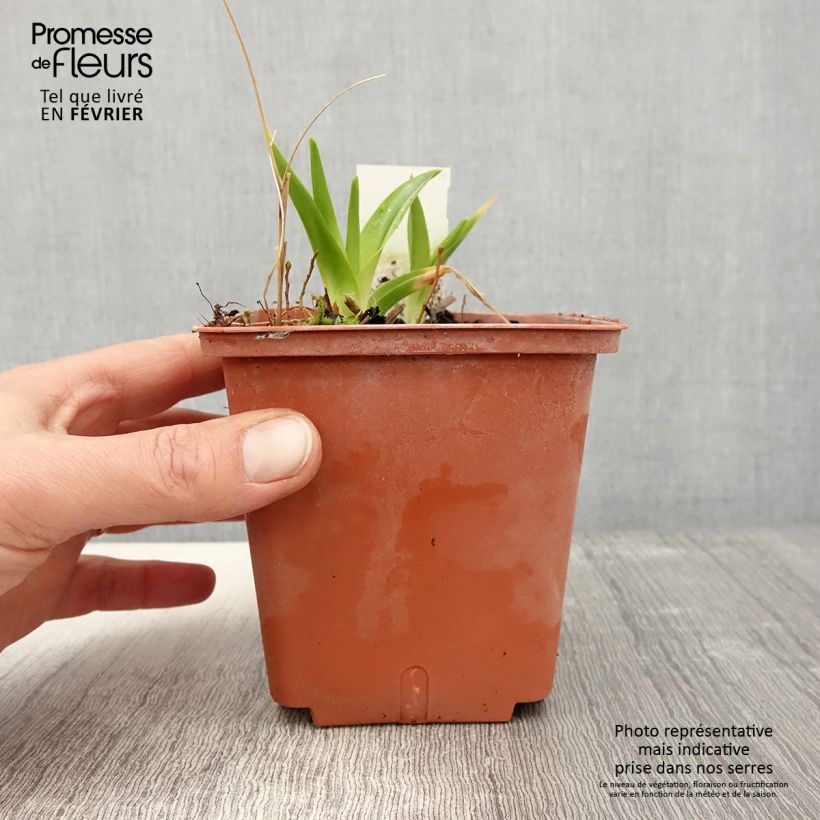 Amostra de Hémérocalle Dream Legacy - Lis d'un jour Pot de 1L/1,5L tal como entregue no inverno