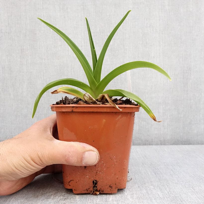 Amostra de Hemerocallis Dream Legacy Vaso de 1 L/1,5 L tal como entregue na primavera