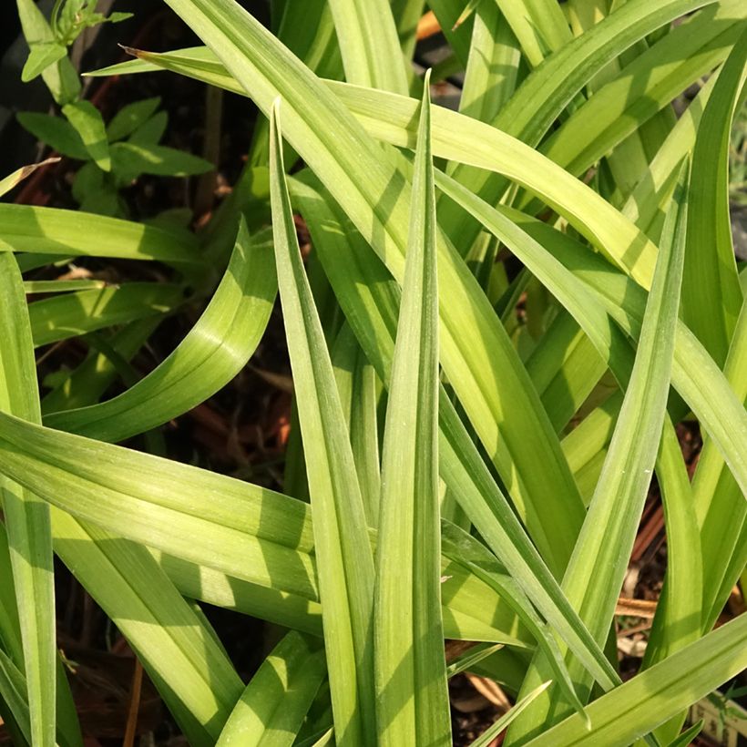 Hemerocallis Dream Legacy (Folhagem)