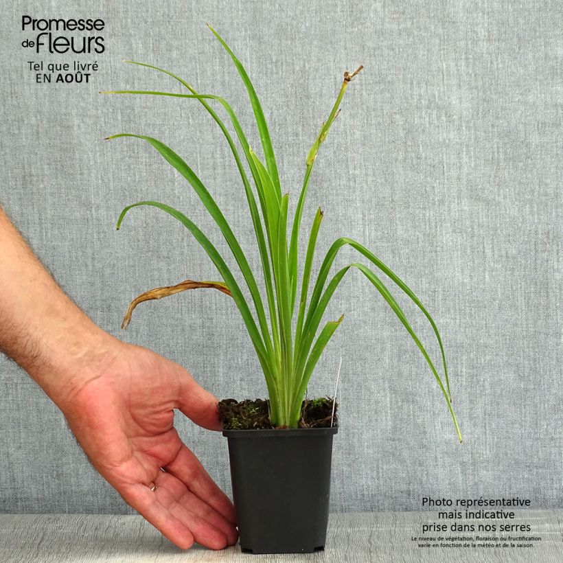 Amostra de Hemerocallis Ed Murray Vaso de 8/9 cm tal como entregue no verão