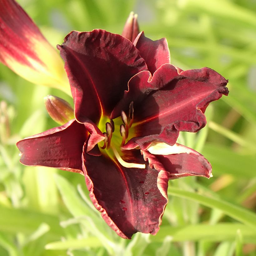 Hemerocallis Ed Murray (Floração)