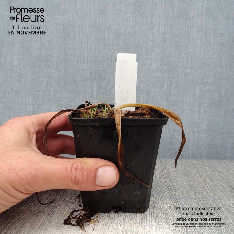 Amostra de Hemerocallis El Desperado Vaso de 8/9 cm tal como entregue no outono