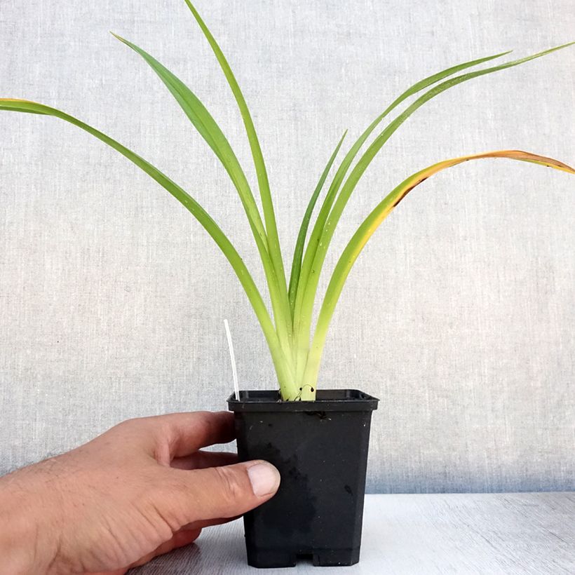 Amostra de Hemerocallis El Desperado Vaso de 8/9 cm tal como entregue no verão
