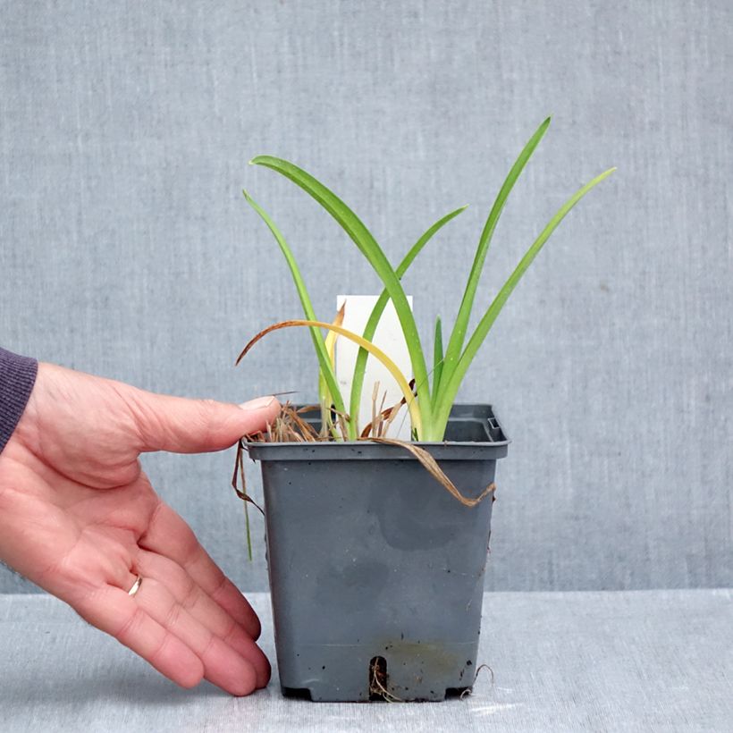 Amostra de Hemerocallis Enchanted Forest Vaso de 1 L/1,5 L tal como entregue no outono