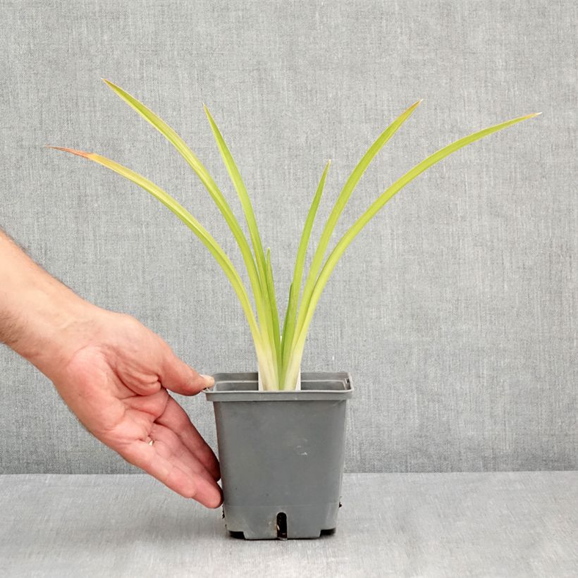 Amostra de Hemerocallis Enchanted Forest Vaso de 1 L/1,5 L tal como entregue no verão