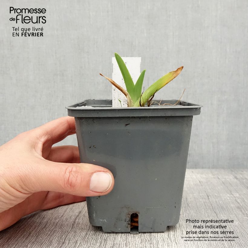 Amostra de Hémérocalle Enchanted Forest - Lis d'un jour Pot de 1L/1,5L tal como entregue no inverno