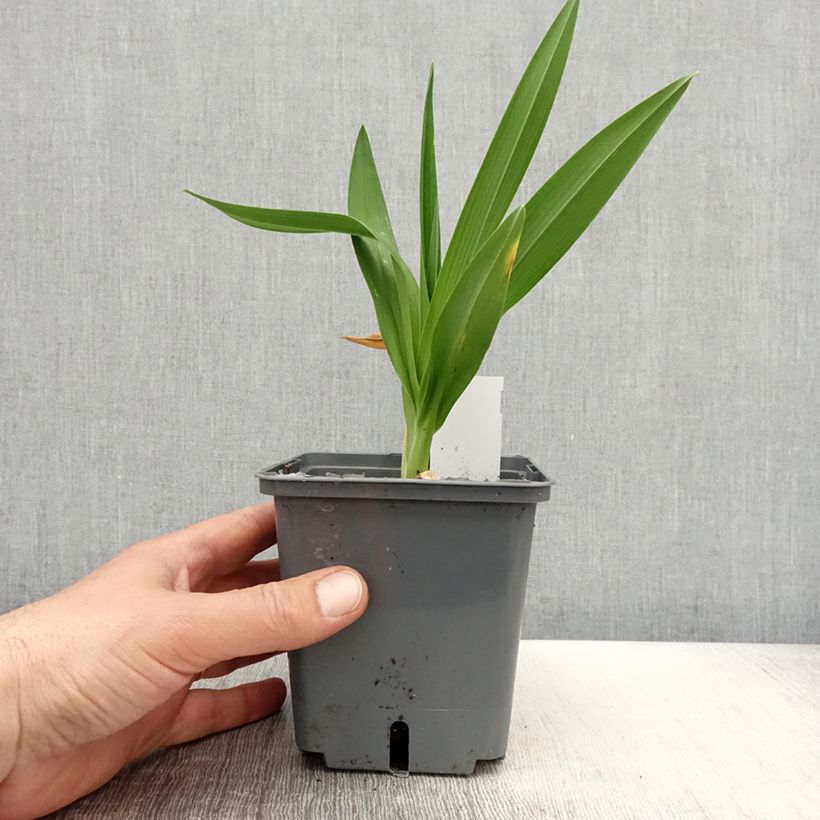 Amostra de Hemerocallis Enchanted Forest Vaso de 1 L/1,5 L tal como entregue na primavera