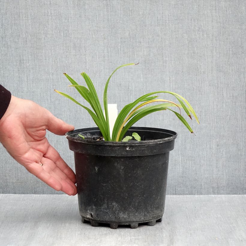 Amostra de Hemerocallis Everydaylily Bronze Vaso de 2 L/3 L tal como entregue no outono