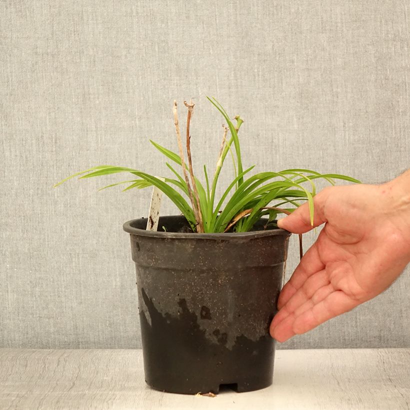 Amostra de Hemerocallis Everydaylily Bronze Vaso de 2 L/3 L tal como entregue no verão