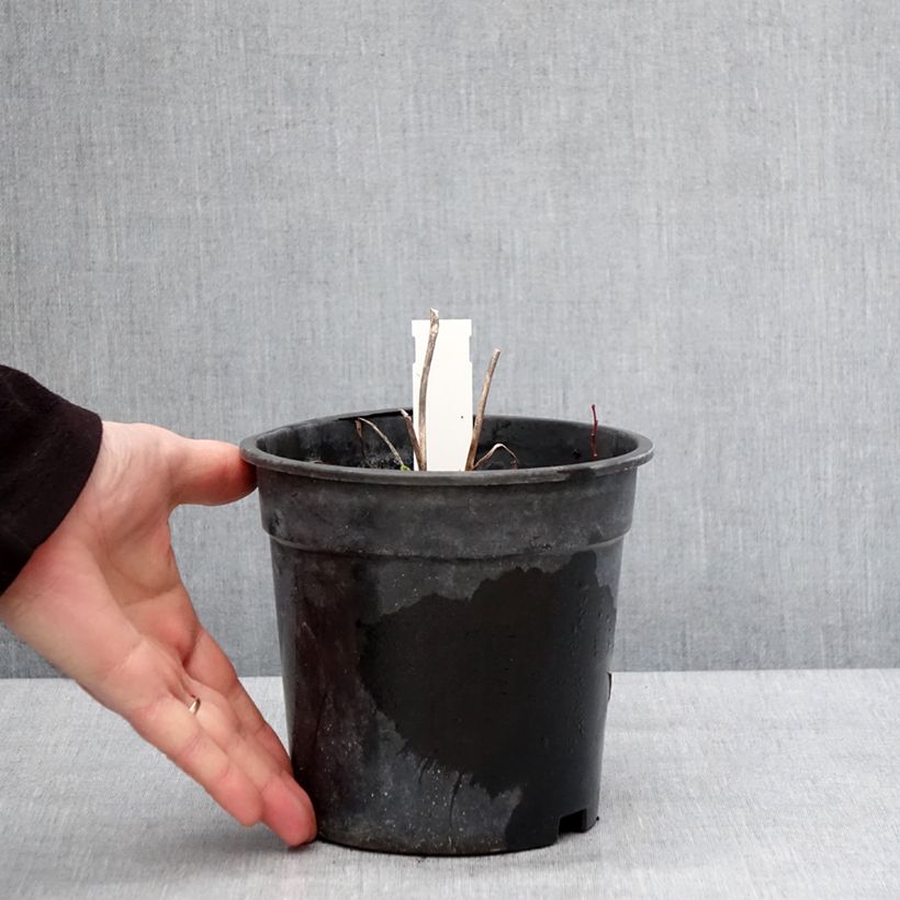 Amostra de Hémérocalle Everydaylily Bronze - Lis d'un jour Pot de 2L/3L tal como entregue no inverno