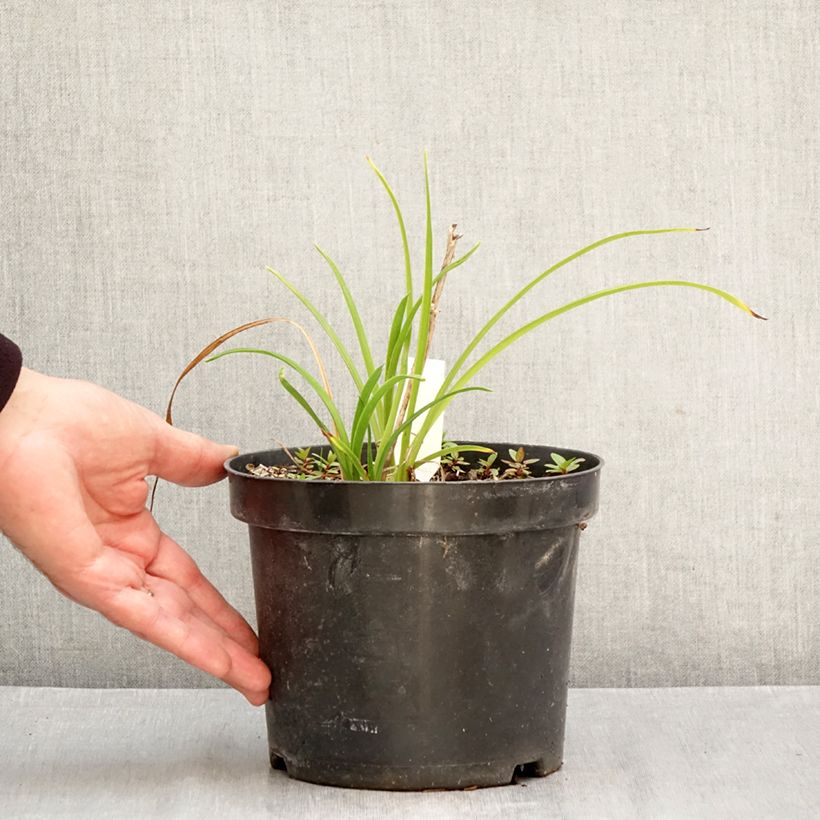 Amostra de Hemerocallis Everydaylily Cerise Vaso de 2 L/3 L tal como entregue no outono