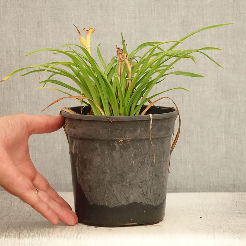 Amostra de Hémérocalle Everydaylily Cerise - Lis d'un jour Vaso de 2 L/3 L tal como entregue no verão