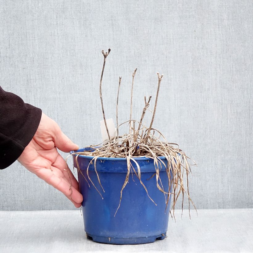 Amostra de Hemerocallis Everydaylily Cerise Vaso de 2 L/3 L tal como entregue no inverno