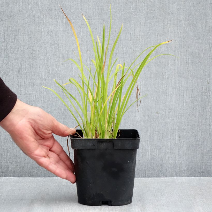 Amostra de Hemerocallis Everydaylily Punch Yellow Vaso de 2 L/3 L tal como entregue no outono