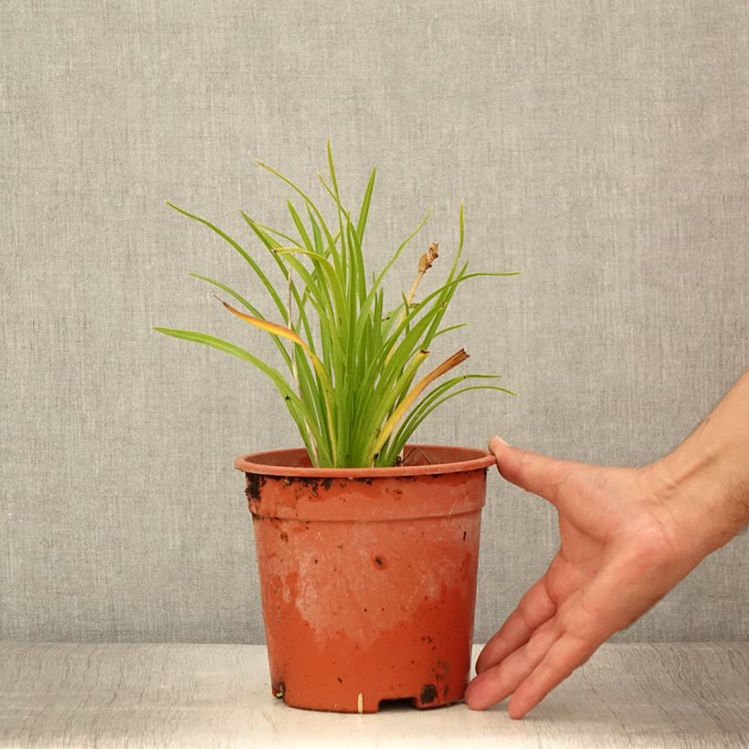 Amostra de Hemerocallis Everydaylily Punch Yellow Vaso de 2 L/3 L tal como entregue no verão